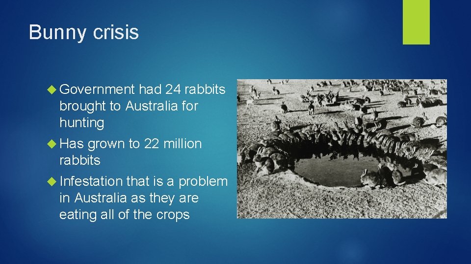 Bunny crisis Government had 24 rabbits brought to Australia for hunting Has grown to