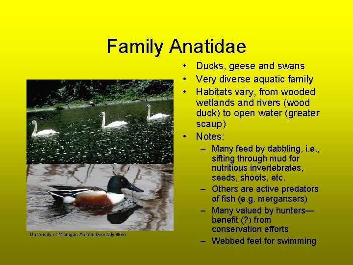 Family Anatidae • Ducks, geese and swans • Very diverse aquatic family • Habitats