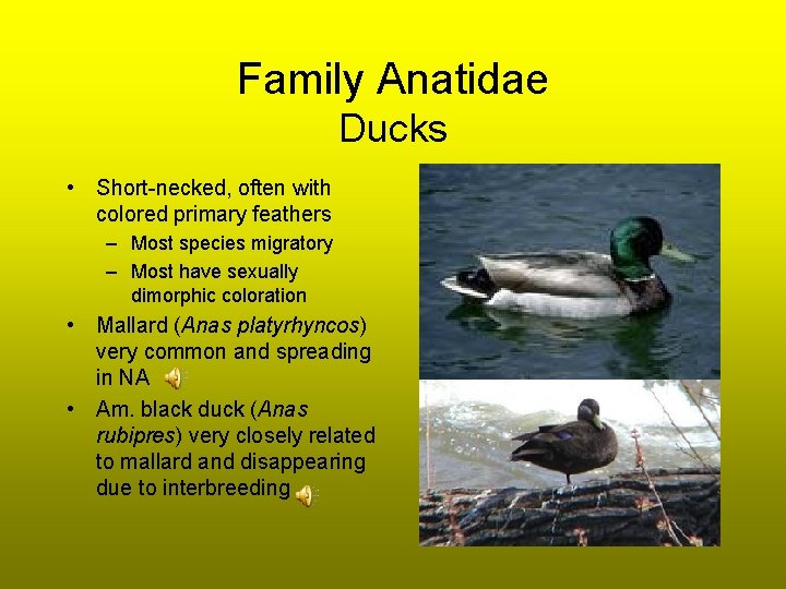 Family Anatidae Ducks • Short-necked, often with colored primary feathers – Most species migratory