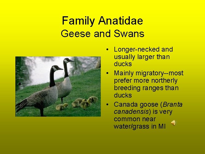 Family Anatidae Geese and Swans • Longer-necked and usually larger than ducks • Mainly