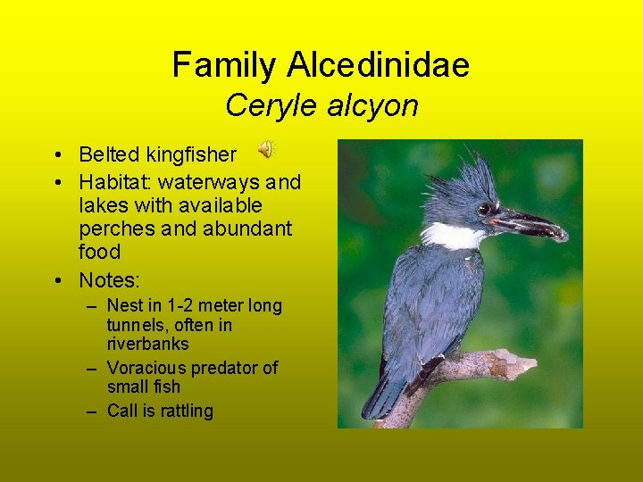 Family Alcedinidae Ceryle alcyon • Belted kingfisher • Habitat: waterways and lakes with available