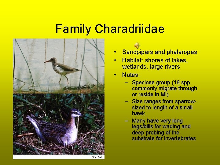 Family Charadriidae • Sandpipers and phalaropes • Habitat: shores of lakes, wetlands, large rivers