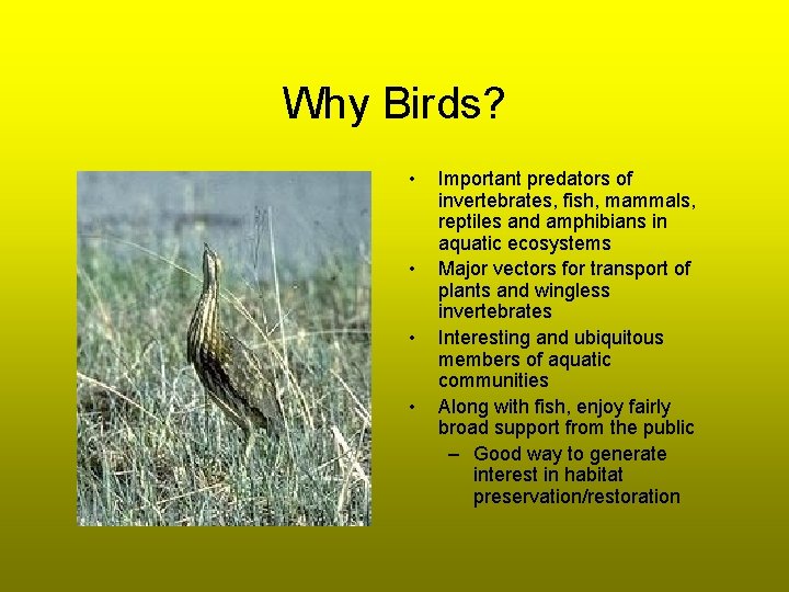 Why Birds? • • Important predators of invertebrates, fish, mammals, reptiles and amphibians in