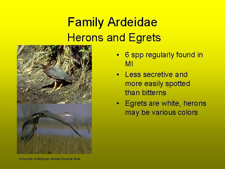 Family Ardeidae Herons and Egrets • 6 spp regularly found in MI • Less