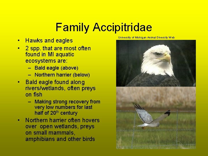 Family Accipitridae • Hawks and eagles • 2 spp. that are most often found