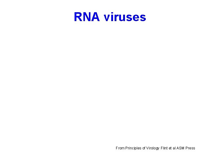 RNA viruses From Principles of Virology Flint et al ASM Press 