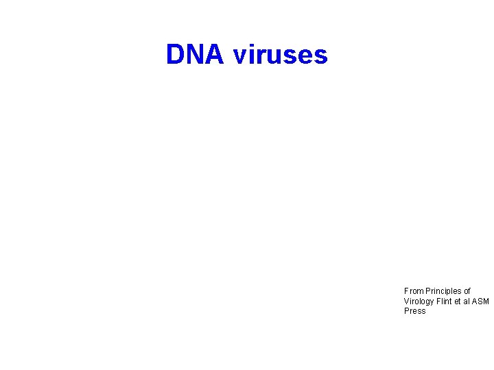 DNA viruses From Principles of Virology Flint et al ASM Press 