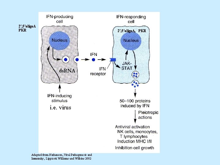 2’, 5’oligo. A PKR 2’, 5’oligo. A, PKR ds. RNA i. e. virus Adapted