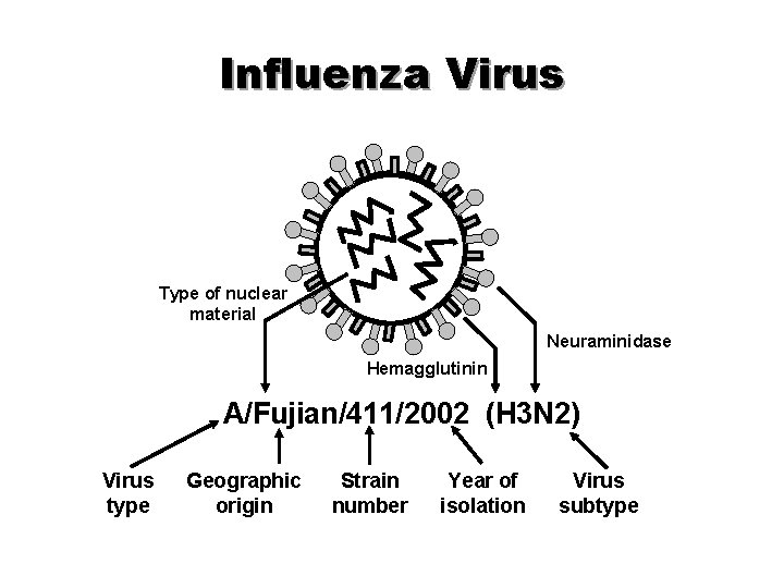 Influenza Virus Type of nuclear material Neuraminidase Hemagglutinin A/Fujian/411/2002 (H 3 N 2) Virus