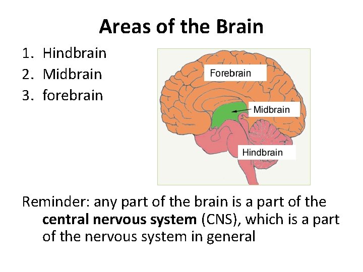 Areas of the Brain 1. Hindbrain 2. Midbrain 3. forebrain Reminder: any part of