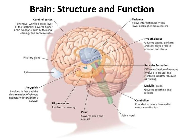Brain: Structure and Function 