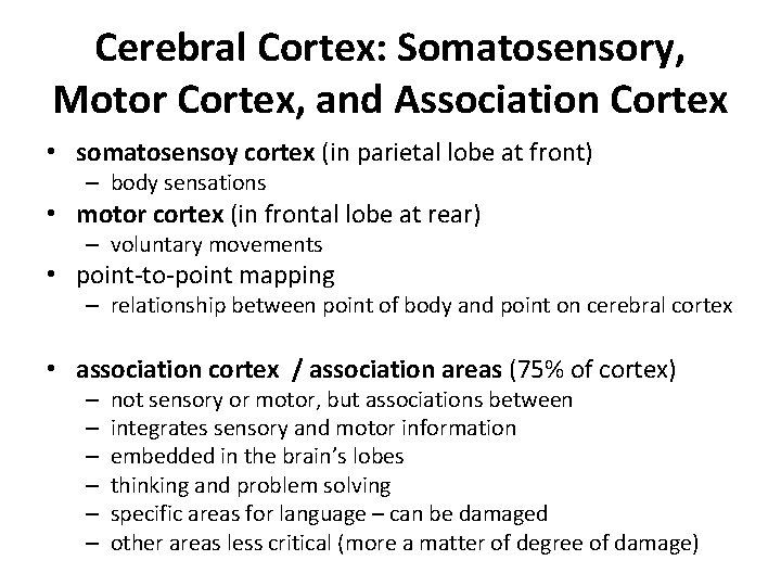 Cerebral Cortex: Somatosensory, Motor Cortex, and Association Cortex • somatosensoy cortex (in parietal lobe