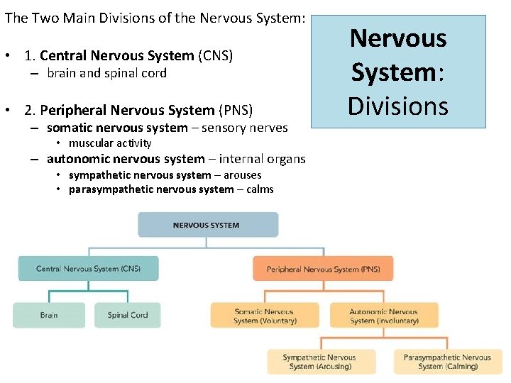 The Two Main Divisions of the Nervous System: • 1. Central Nervous System (CNS)
