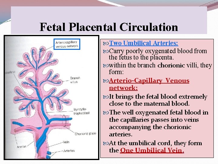 Fetal Placental Circulation Two Umbilical Arteries: Carry poorly oxygenated blood from the fetus to