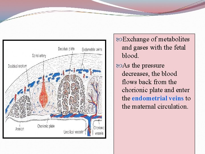  Exchange of metabolites and gases with the fetal blood. As the pressure decreases,
