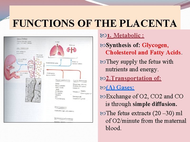 FUNCTIONS OF THE PLACENTA 1. Metabolic : Synthesis of: Glycogen, Cholesterol and Fatty Acids.