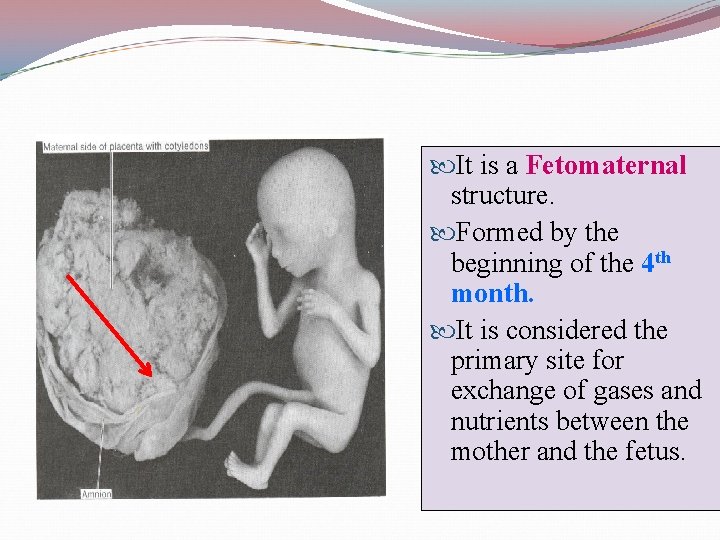  It is a Fetomaternal structure. Formed by the beginning of the 4 th