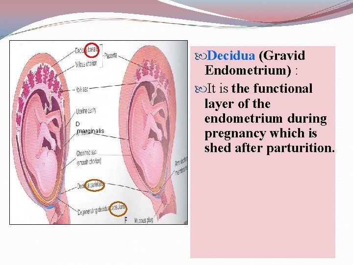 D marginalis Decidua (Gravid Endometrium) : It is the functional layer of the endometrium