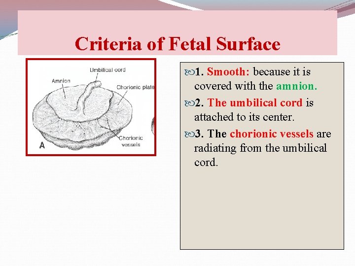 Criteria of Fetal Surface 1. Smooth: because it is covered with the amnion. 2.