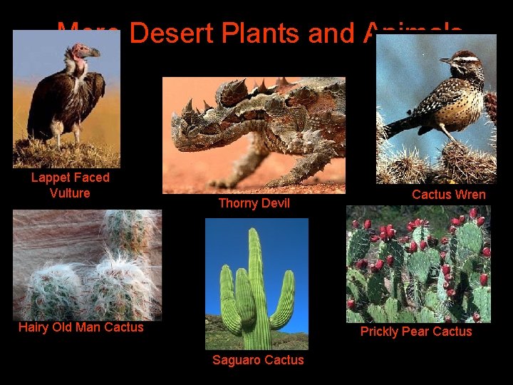  More Desert Plants and Animals Lappet Faced Vulture Thorny Devil Hairy Old Man