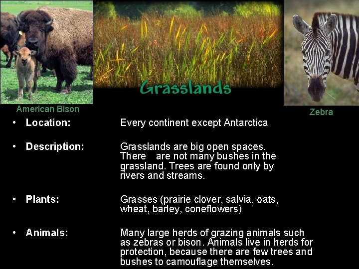 American Bison Zebra • Location: Every continent except Antarctica • Description: Grasslands are big