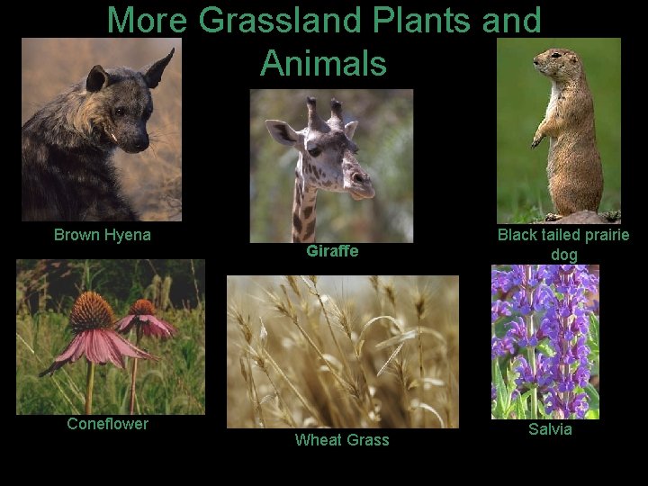 More Grassland Plants and Animals Brown Hyena Coneflower Giraffe Wheat Grass Black tailed prairie
