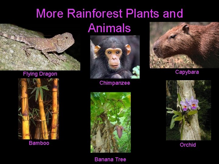 More Rainforest Plants and Animals Capybara Flying Dragon Chimpanzee Bamboo Orchid Banana Tree 