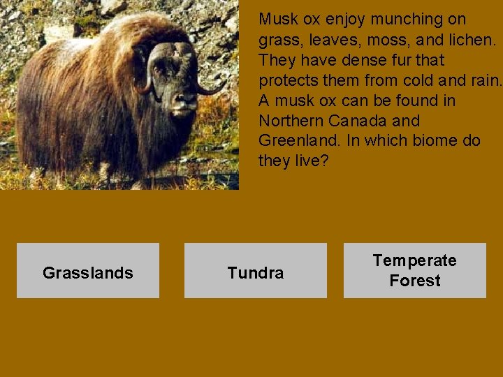  Musk ox enjoy munching on grass, leaves, moss, and lichen. They have dense