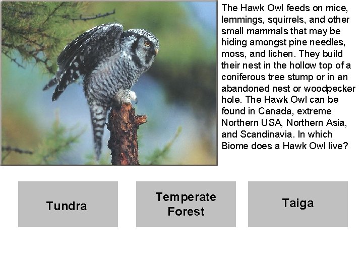 The Hawk Owl feeds on mice, lemmings, squirrels, and other small mammals that may