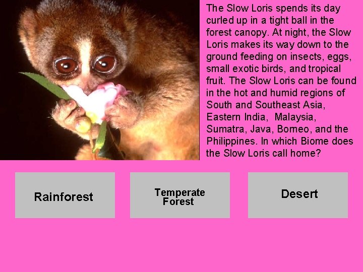 The Slow Loris spends its day curled up in a tight ball in the