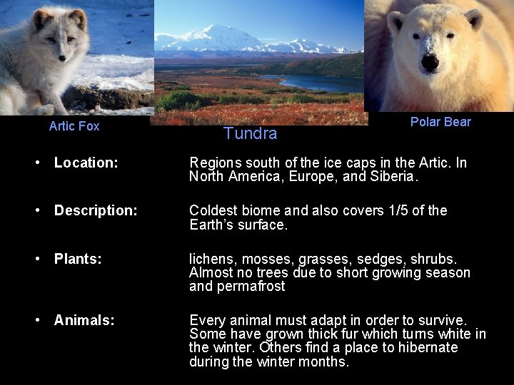 Artic Fox Tundra Polar Bear • Location: Regions south of the ice caps in