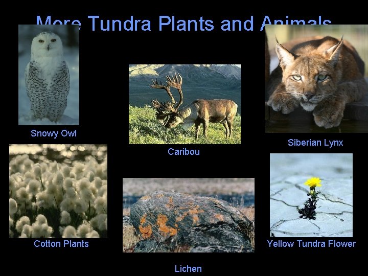 More Tundra Plants and Animals Snowy Owl Caribou Cotton Plants Siberian Lynx Yellow Tundra