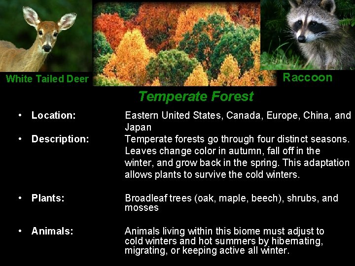 Raccoon White Tailed Deer Temperate Forest • Location: • Description: Eastern United States, Canada,