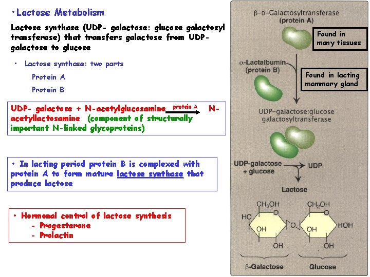  • Lactose Metabolism Lactose synthase (UDP- galactose: glucose galactosyl transferase) that transfers galactose