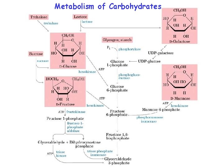 Metabolism of Carbohydrates 