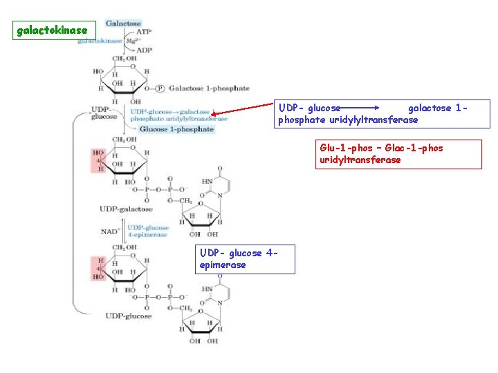 galactokinase UDP- glucose galactose 1 phosphate uridylyltransferase Glu-1 -phos – Glac-1 -phos uridyltransferase UDP-