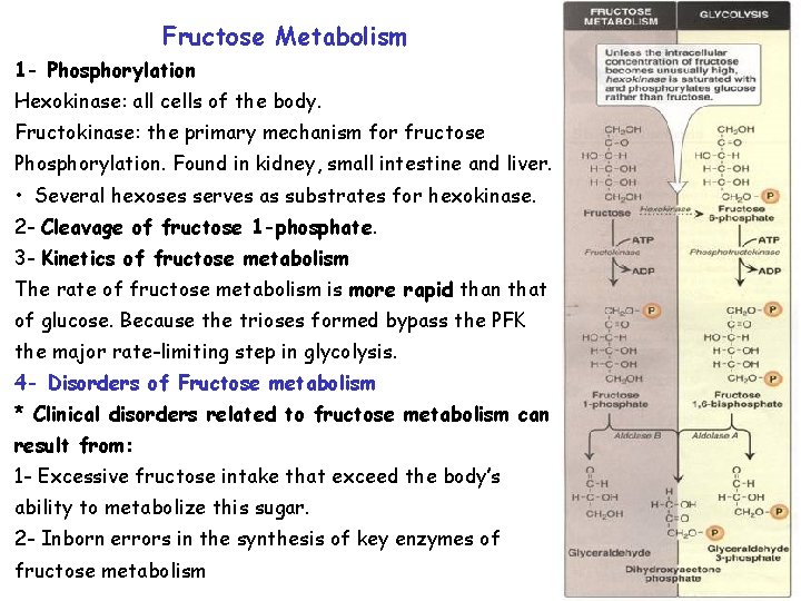 Fructose Metabolism 1 - Phosphorylation Hexokinase: all cells of the body. Fructokinase: the primary