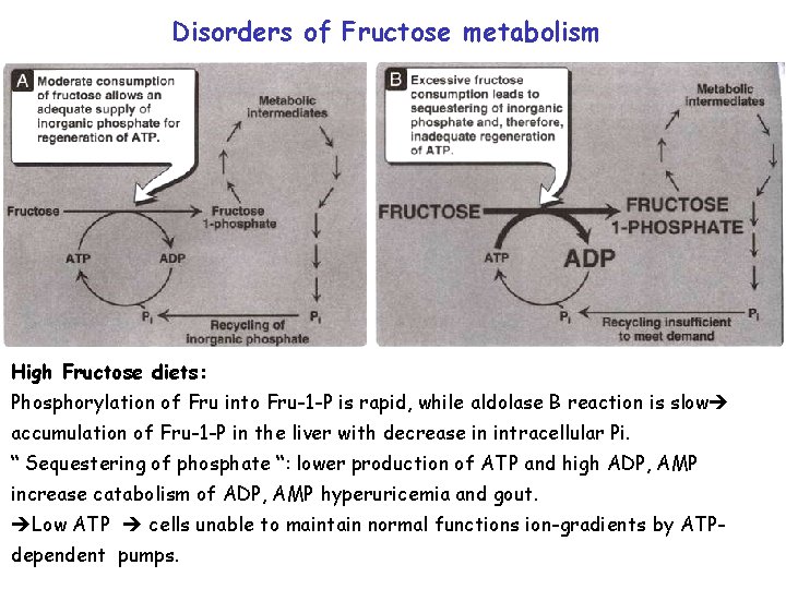 Disorders of Fructose metabolism High Fructose diets: Phosphorylation of Fru into Fru-1 -P is