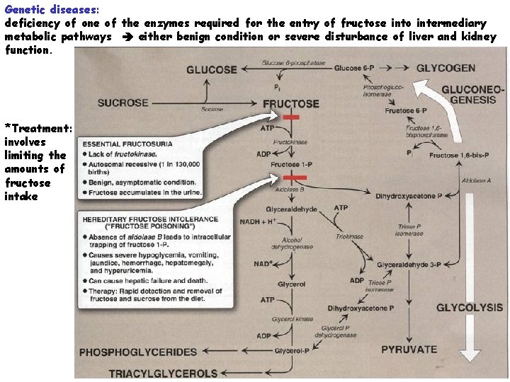 Genetic diseases: deficiency of one of the enzymes required for the entry of fructose