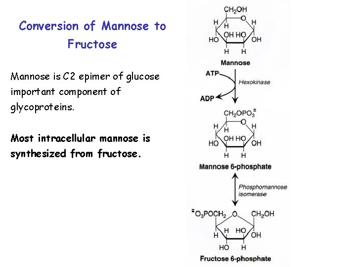 Conversion of Mannose to Fructose Mannose is C 2 epimer of glucose important component