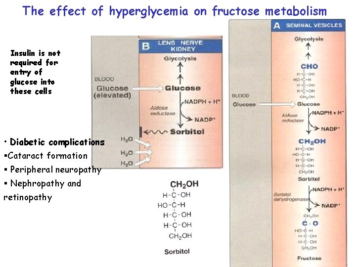 The effect of hyperglycemia on fructose metabolism Insulin is not required for entry of