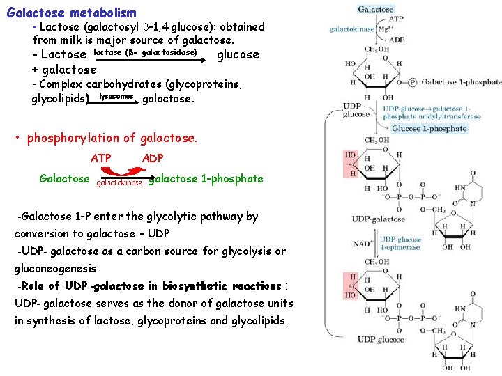 Galactose metabolism - Lactose (galactosyl -1, 4 glucose): obtained from milk is major source