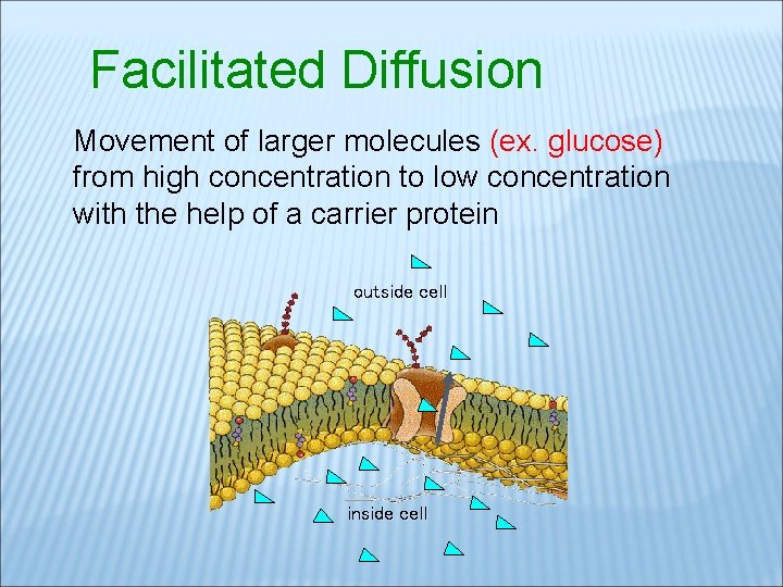 Facilitated Diffusion Movement of larger molecules (ex. glucose) from high concentration to low concentration