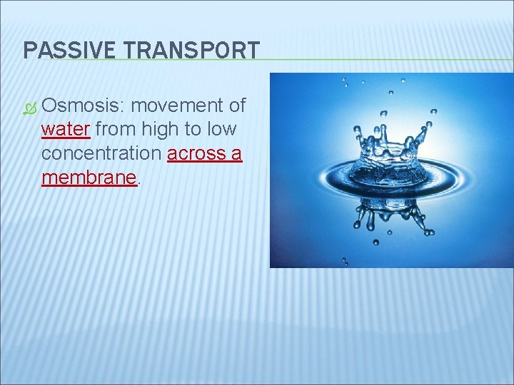 PASSIVE TRANSPORT Osmosis: movement of water from high to low concentration across a membrane.