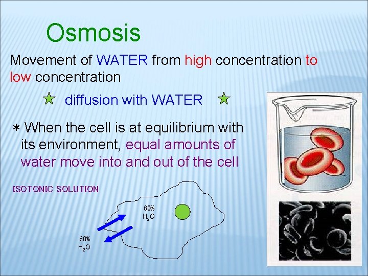 Osmosis Movement of WATER from high concentration to low concentration diffusion with WATER *