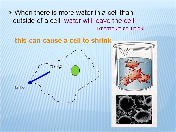 * When there is more water in a cell than outside of a cell,