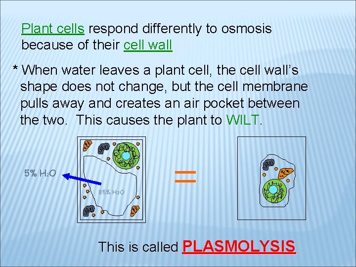 Plant cells respond differently to osmosis because of their cell wall * When water