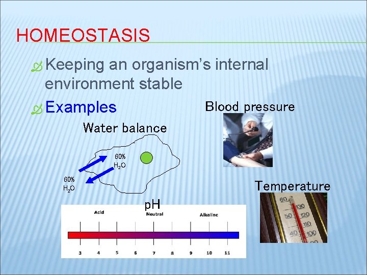 HOMEOSTASIS Keeping an organism’s internal environment stable Blood pressure Examples Water balance 60% H