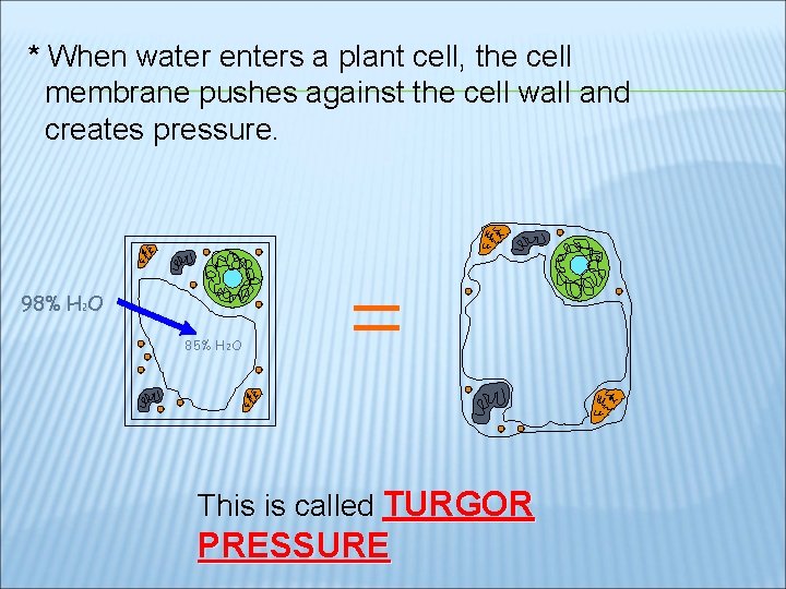 * When water enters a plant cell, the cell membrane pushes against the cell