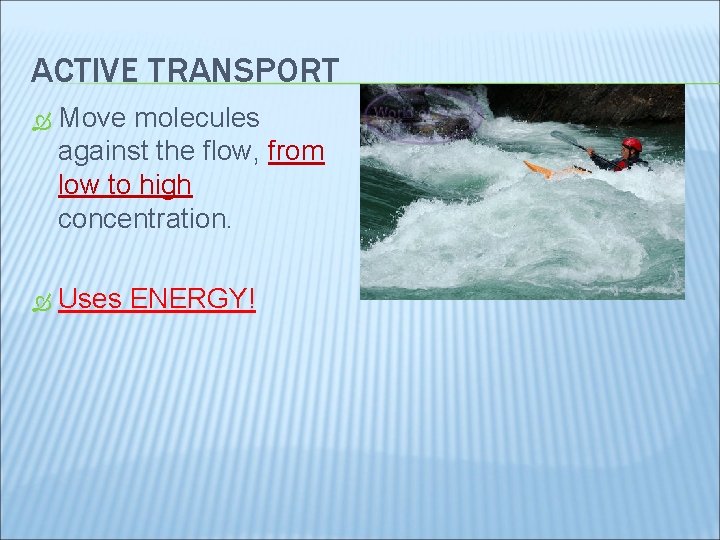 ACTIVE TRANSPORT Move molecules against the flow, from low to high concentration. Uses ENERGY!